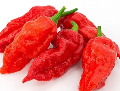 Indian Ghost Pepper Seeds for Planting, High-Heat Chili Seeds for Home Garden, Terrace Planters, Balcony, and Outdoor Cultivation (Pack of 50)