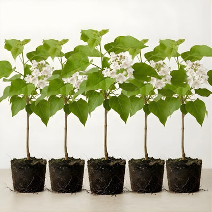 5 Catalpa Tree Live Plant – Native Catalpa Seedlings 1–2 Ft Tall | Fast-Growing Shade Trees for Outdoor Planting & Landscaping | Dormant Plant