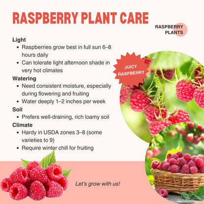 2 Red Thornless Raspberry Plants Live, Sweet Raspberry Bush Shrub to Grow, Well-Rooted 4-8" in Tall, Cold Hardy