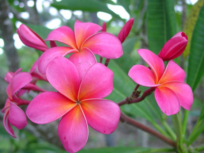 Pink Plumeria Plant Cuttings Live Hawaiian Tropical Plants 9-12 inches Long 1 Pack Discount Hawaiian Gifts