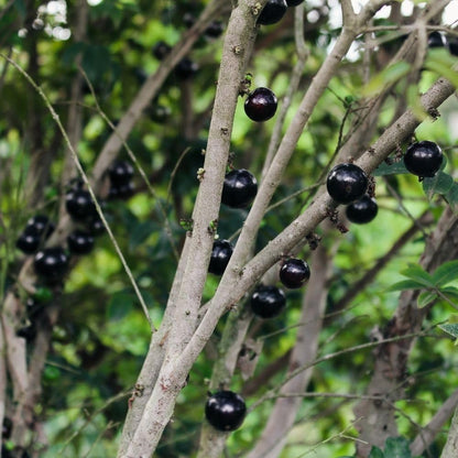 Black Jaboticaba Tree Live Plant 2-3" Tall, Grape Jaboticaba Trees 3 Gallon Pot, Hardy Jabuticaba Tree for Indoor or Outdoor Growing, No Ship to CA