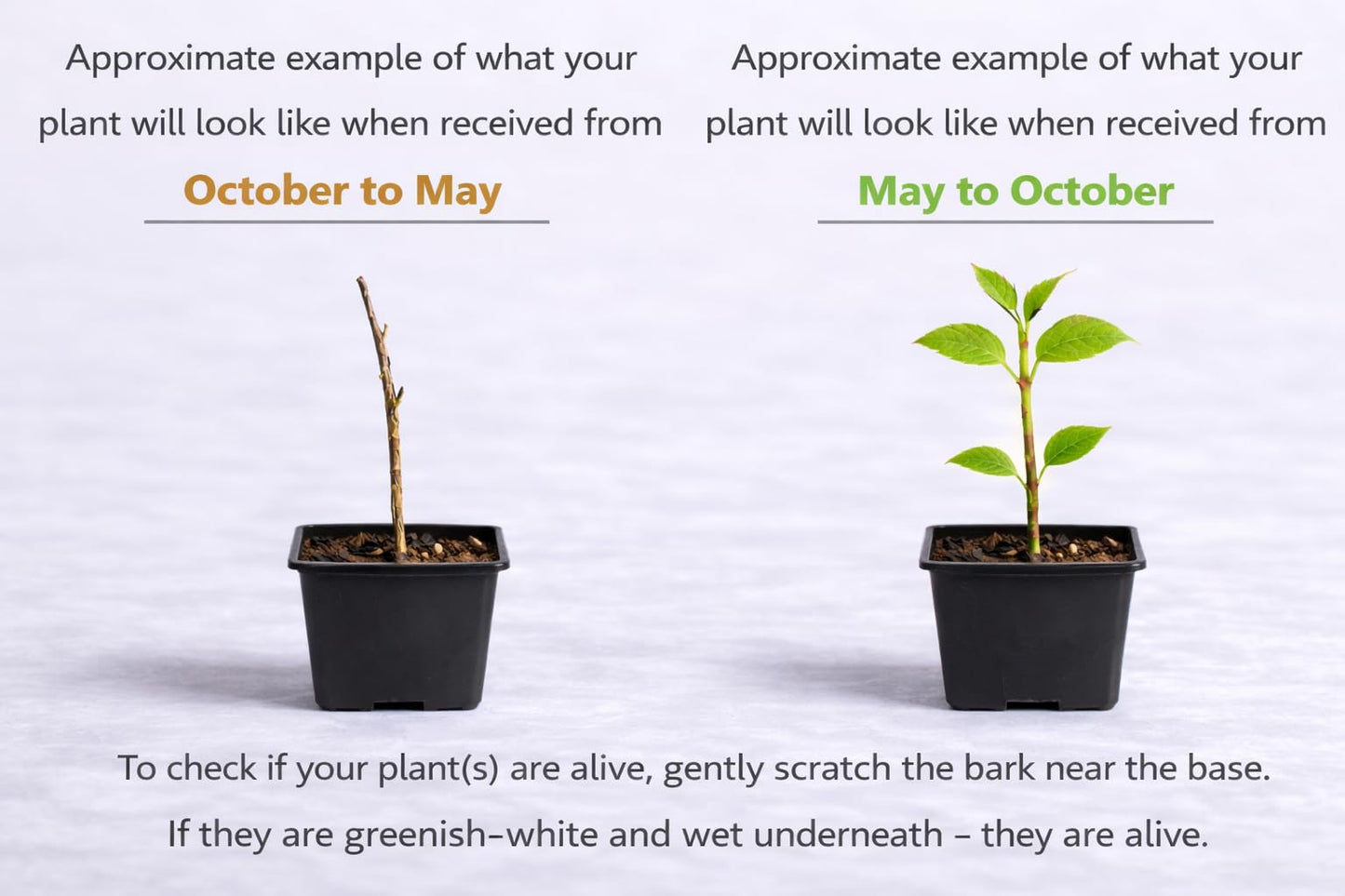 2 Paw Paw Trees - 6-12" Tall Seedlings - Quart Pots - Live Indian Banana Plants - Asimina triloba - (2 Pack)