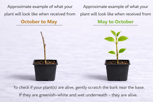 3 Paw Paw Trees - 6-12" Tall Seedlings - Live Plants - Rare Hardy Edible Fruit - Asimina triloba - (3 Pack)