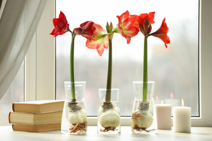 Mandela Dark Red Amaryllis Bulb – Large Bulb for Planting, 4-8 Blooms, 16–24" Tall – Elegant Indoor & Outdoor Plant – Ideal for Seasonal Decor – Low-Maintenance Amaryllis Bulb (Not in Wax)