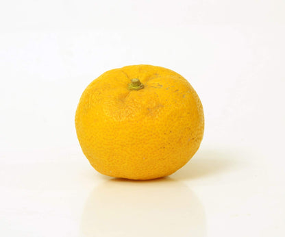 Yuzu Citrus Tree Starter Plant. Citrus Junos. 3" - 5"