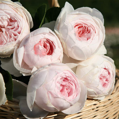 Heirloom Floribunda Roses, Live Own Root Plant for Outdoor Garden, Parfuma® Earth Angel, Exceptionally Fragrant, Hardiness Zones: 5-9, Continual Blooming