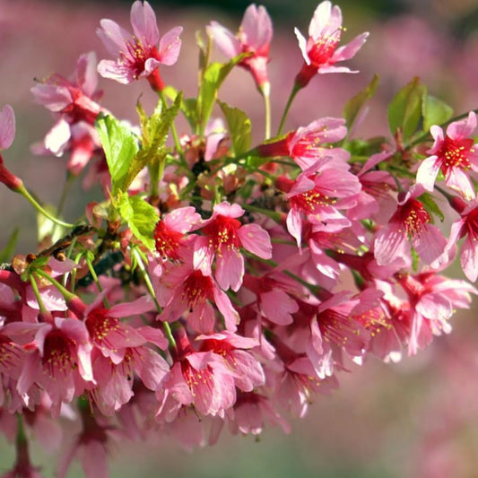 Cherry Blossom Tree, Live Ornamental Tree 6-12" Tall in Pot, Beautiful Spring Blooms for Outdoor Planting (Dark Pink Cherry Blossom)