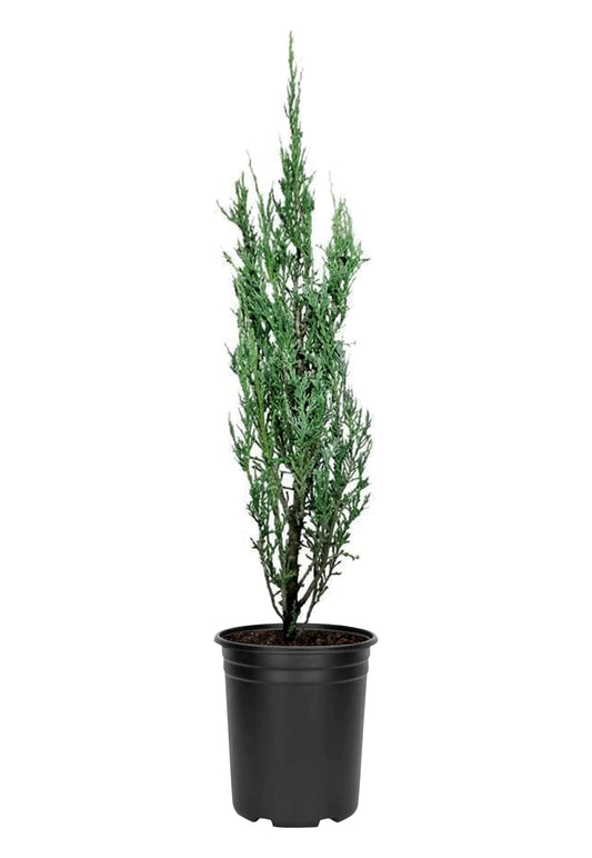 Blue Arrow Juniper | 3 Live 4 Inch Plants | Juniperus Scopulorum | Fast Growing Privacy Screen, Outdoor Evergreen Shrub, Narrow Columnar Shape, Low Maintenance Landscape, Drought Tolerant