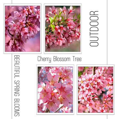 Cherry Blossom Tree Live Plant, 8-12" Tall, Ornamental Cherry Blossom Flowers for Outdoor Planting, No Ship to CA, in Pot (Dark Pink Cherry)