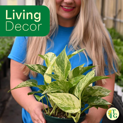 Thorsen's Greenhouse Marble Queen Pothos, Live Indoor Plant, Easy to Grow, Rare Variegated Houseplant, Natural Air Purifier, 6-inch Diameter Pot (Sage)