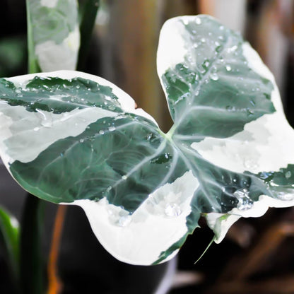 Colocasia Elephant Ears Live Plant, Alocasia Plant, Esculenta Taro Live Houseplant, 5-7 Inc Tall (Variegated)