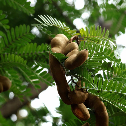 Live Tamarind Tree, Sour Tamarind Fruit Tree, 2–3 Feet Tall in 3 Gallon Pot, Ready to Grow, No Ship to CA