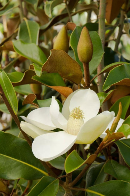 Live Plant - Southern Magnolia Tree 20-28 inch Tall
