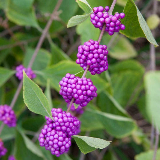 American Beauty Berry Shrub/Bush - Quart Pot - 6-12" Tall Live Plant