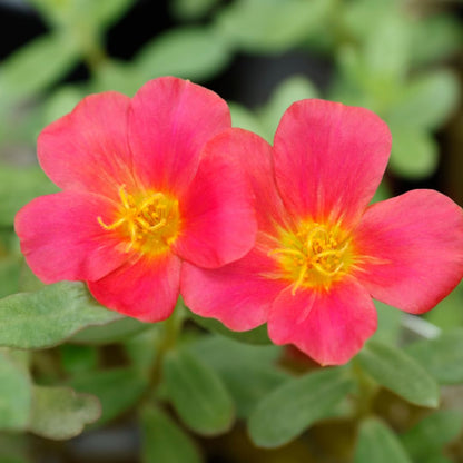 Set of 4 Live Portulaca Plants, Moss Rose Flower Plants, 4–7 Inches Tall, Well-Rooted, Ready to Grow (Hot Pink Portulaca)