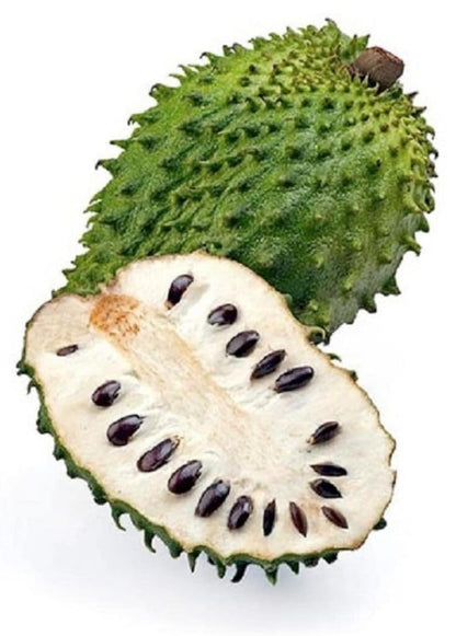 Live Plant - Soursop Live Tree 3ft