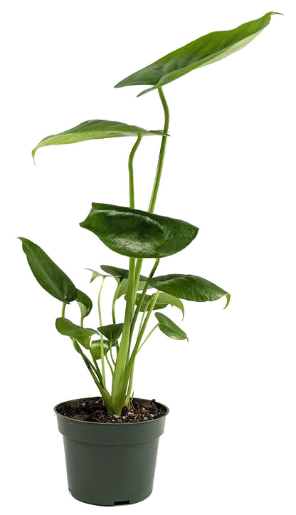 Generic, Monstera deliciosa (Philodendron Monstera, Swiss-Cheese Plant) Live Indoor House Plant, 4 inchPot