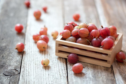 Pink Pixwell Gooseberry Seedling (12–18") – Hardy Bush with Sweet-Tart Berries (1 Seedling)