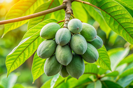 2 Pawpaw Tree Seedlings for Planting - 1 Yr OId Seedlings - American Banana, Paw Paw - (2 Seedlings)