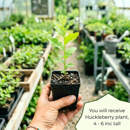 Huckleberry Plant, Huckleberry Bushes Live Plant, 4 Inches Pot, 3-5 Inc Tall, Hardy Fruit Tree for Indoor Outdoor Growing