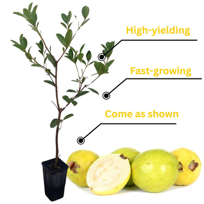 2 Rare Small Leaf Guava Trees Live Plants for Outdoor Planting, 4 to 6" Starter Plant, Fragrant and Sweet Guava, Can Train As Bonsai