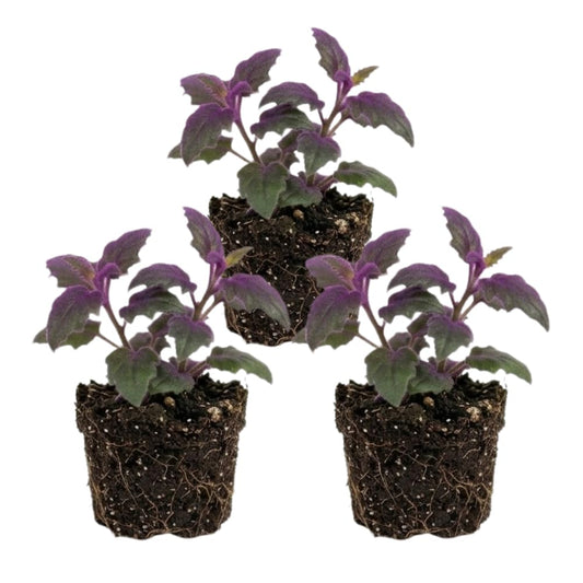 3 Gynura Purple Passion Live House Plant, Size 4 Inch Tall, Decorative Indoor Plant for Shelves & Desks, Fast Growing & Easy Care