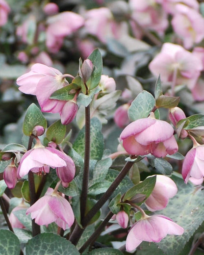 Perennial Farm Marketplace Helleborus Frostkiss® Dorothy’s Dawn® (Lenten Rose) Live Perennial, Size-#1 Container, Pale Pink Winter to Spring Flowers with Marbled Evergreen Foliage