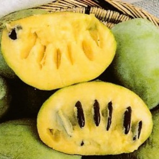 Pawpaw Tree Live Plant, in Quart Pot, Cold Hardy Paw Paw Plant Live for Outdoor Planting, 6-15 Inch Tall, Pawpaw Fruit Tree