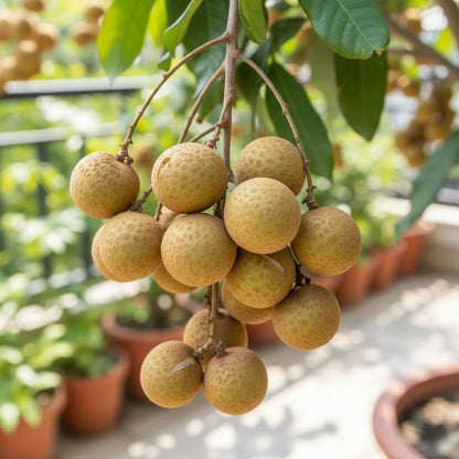 Longan Tree Live Plant, Longan Plant, Well Rooted, 2-3 Feet Tall, Edible Tropical Fruit Plant for Outdoor Planting, No Ship to CA