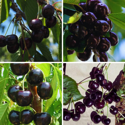 Pack 2 Black Cherry Trees Live Plants, Sweet Cherry Plant Live, Sweet Fruit Tree Plants, Wild Black Cherry Tree from 1 Feet Tall, Easy to Plant