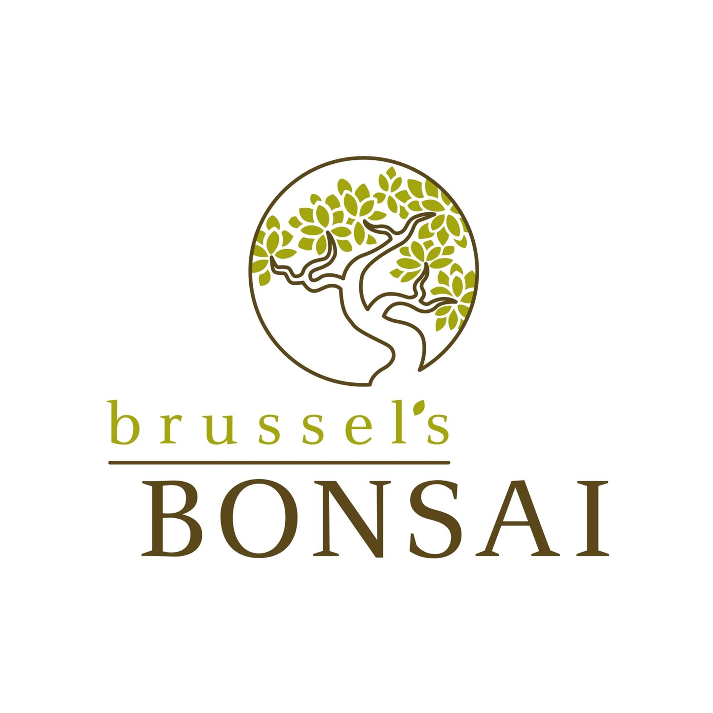 Brussel's Bonsai Live Fukien Tea Bonsai Tree - Small, 6 Year, 6 to 8 inches Tall - Indoor Bonsai Tree Live with Ceramic Bonsai Pot