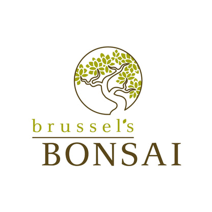 Brussel's Bonsai - Live Satsuki Azalea Bonsai Tree in Grower Pot, Outdoor Flowering Bonsai Tree Live Plant, 5 Years Old, 5-8 Inches Tall, Easy Care Plant for Patio Garden (Small)