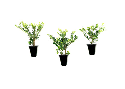 Helleri Holly Shrub | 3 Live Plants I Ilex Cornutal | Compact Evergreen Ideal for Low Borders, Formal Gardens and Ornamental Plantings, Dense, Small Leaves for Refined Look