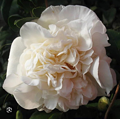 Live Plant - Fifth Avenuecamellia Japonica-Live Starter Plant