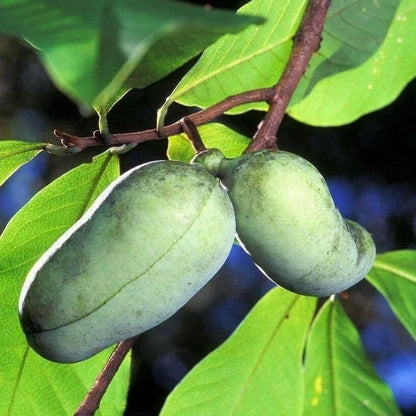 3 Paw Paw Trees - 6-12" Tall Seedlings - Live Plants - Rare Hardy Edible Fruit - Asimina triloba - (3 Pack)