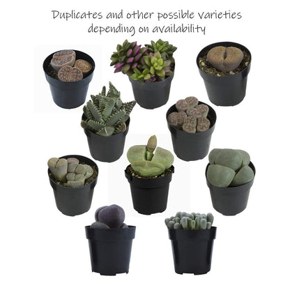 Altman Plants, Mimicry Succulents Plants Live Mini Succulents (4 Pack), Lithops Live Plants Outdoor or Live Indoor Plants, Living Stones Succulent Plants Live Houseplants, Succulent Plant House Plants