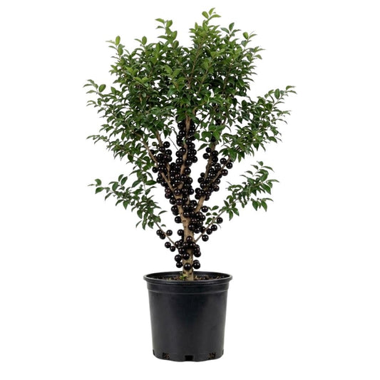 Black Jaboticaba Tree Live Plant 2-3" Tall, Grape Jaboticaba Trees 3 Gallon Pot, Hardy Jabuticaba Tree for Indoor or Outdoor Growing, No Ship to CA