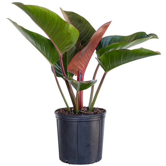 United Nursery Philodendron Red Congo 28-32 inches Tall Live Indoor Plant 10 inch Plant Pot Bold Green Foliage with Striking Red Stems Air Purifying Floor Plant for Office and Home Decor