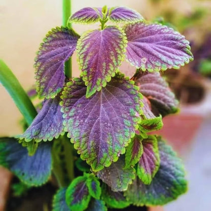 Plectranthus Purple Swedish Ivy Plant Live Houseplants Indoors Live Swedish Ivy Mint Herbs, in 4 Inc Pot