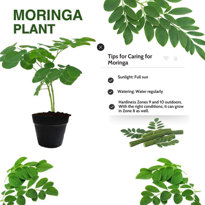 Drumstick Horseradish Moringa Oleifera Plants Live Tree in 4 Inc Pot, Herb Malunggay 6 to 8 Inc Tall Deciduous Planting Outdoor