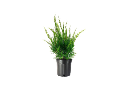 Sea Green Juniper - 2 Live Gallon Size Plants - Juniperus Chinensis - Drought Tolerant Cold Hardy Evergreen Border Screening Shrub