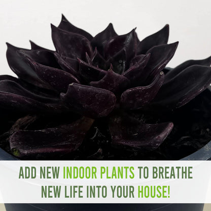 LEAL PLANTS ECUADOR Echeveria Dark Purple (Pack of 2) | Echeveria Succulent Purple Pearl |Natural Décor Plant |Evergreen Live Indoor Plant