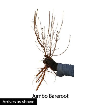GURNEY'S - Romeo Dwarf Cherry Tree –Produce Large, Sweet and Juicy Fruit - Ships as a Jumbo Bareroot - Due to State restrictions Can't Ship to CA, CO, MT, OR or WA