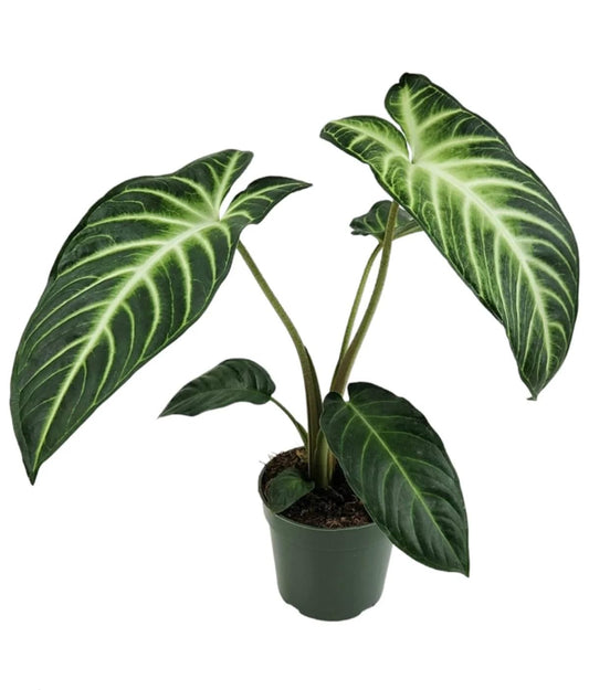 Xanthosoma 'Lendenii' | Live Plant for Indoor & Outdoor | for Living Room, Office, Bathroom | (6" Pot)