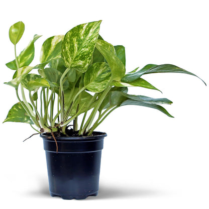 4 Pack Live Golden Pothos, Devil's Ivy Vine, Indoor Trailing Houseplant, Variegated Potted Plant, Sympathy Gift, Live Decor, Birthday Gift, Office Gift, Housewarming Gift in 4" Pot