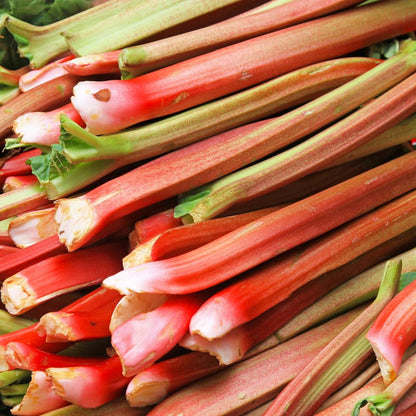 Victoria Rhubarb Plant, Well-Rooted 4-6" Rhubarb Root, Cold-Hardy High Yield Edible Plant for Backyard Rows