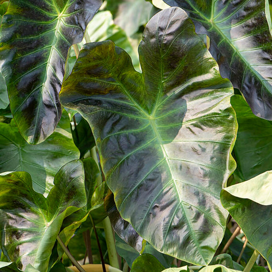 Van Zyverden Elephant Ears Royal Hawaiian Aloha Set of 1 Bulb