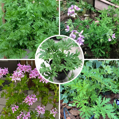 Set 2 Citronella Live Plants 4-7 Inches, Fragrant Citronella Geranium for Growing Outdoor Garden
