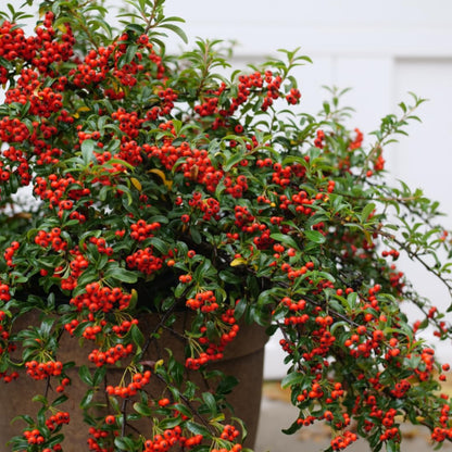 Blueberry Plant in 1 Gallon Pot, 1-2 Ft Tall, Pink Lemonade Blueberry Tree for Planting, Well Rooted and Cold Hardy Blueberry Tree, No Ship to CA