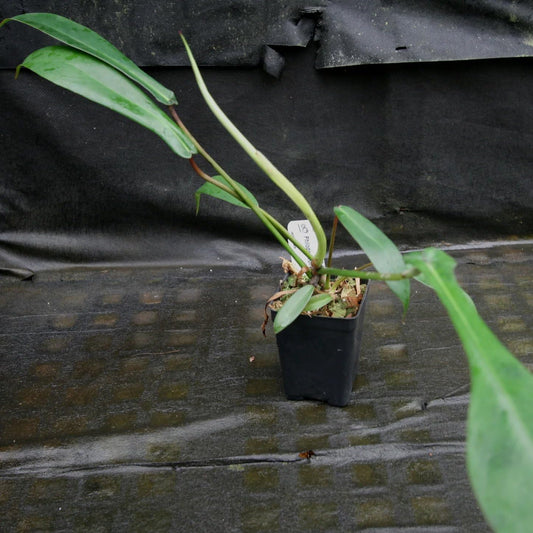 Joepii Philodendron - 3 Live Starter Plants - Philodendron x Joepii - Beautiful Bold Climbing Houseplant